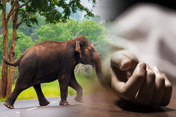 வெவ்வேறு இடங்களில் யானைகள் தாக்கி பெண் ஒருவர் உட்பட மூவர் பரிதாபச் சாவு!