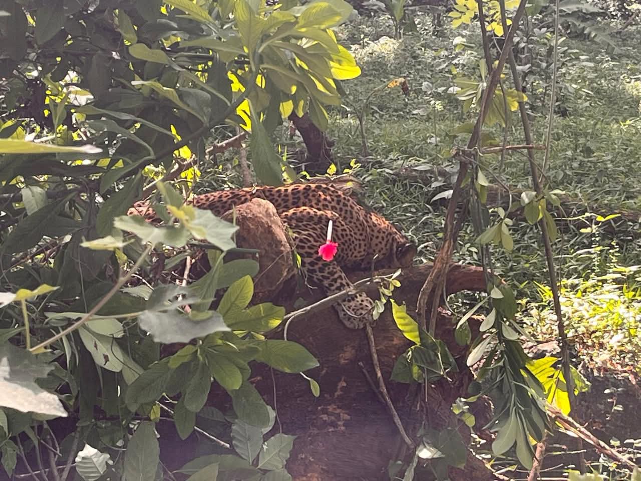 பொறியில் சிக்கியிருந்த சிறுத்தை உயிருடன் மீட்பு.