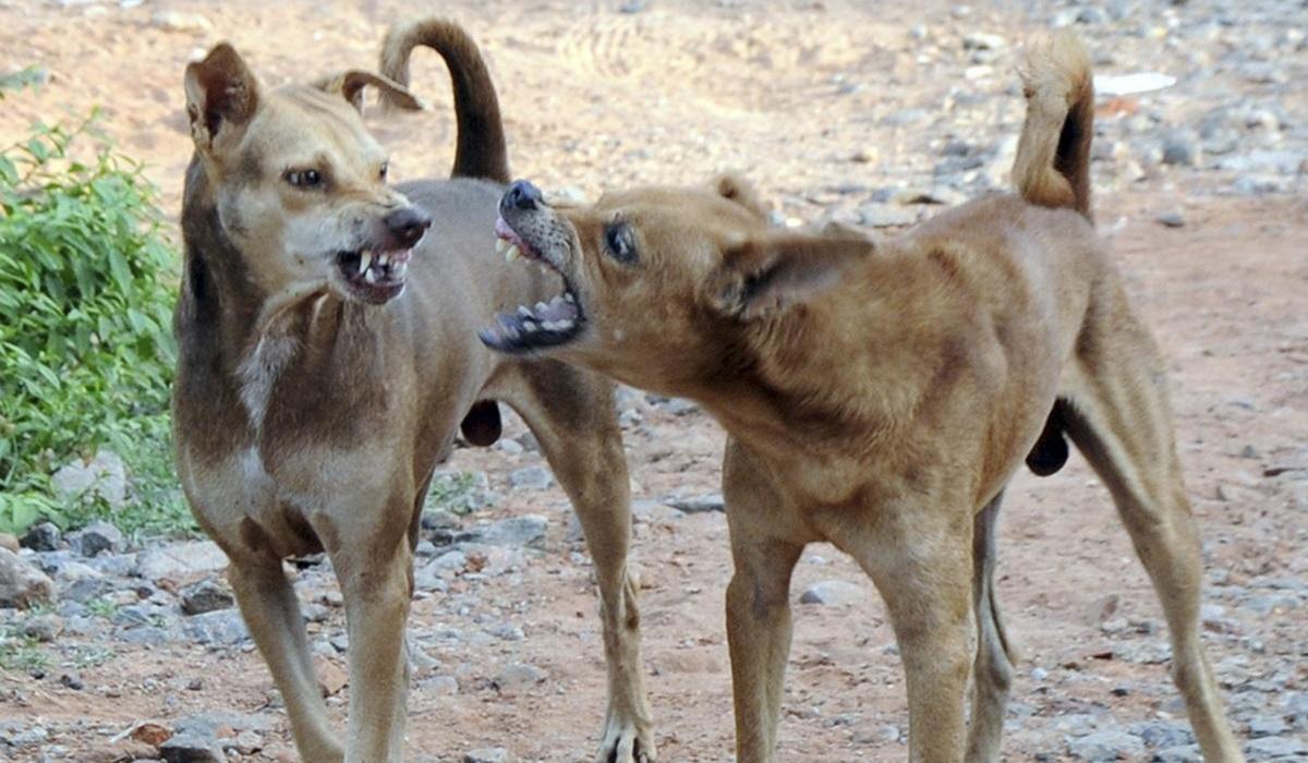 ரேபீஸ் நோயால் ஒரு குழந்தை பலி… பெங்களூருவில் அச்சம்!