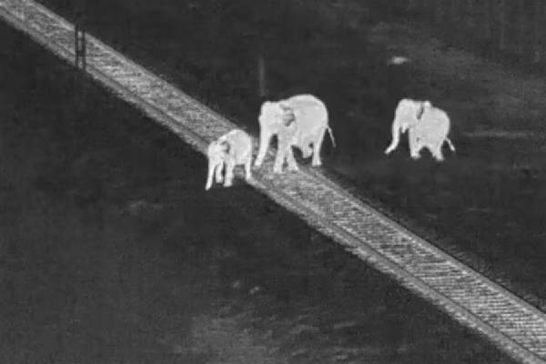 யானை உயிர்களைக் காக்கும் AI: தமிழ்நாடு வனத்துறையின் புதிய தொழில்நுட்பம்