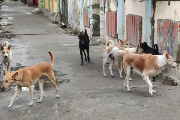 பிள்ளைகளின் பாதுகாப்பிற்காக 2,800 நாய்களை கொன்றேன் – சிக்மகளூர் முன்னாள் தலைவர் வாக்குமூலம்