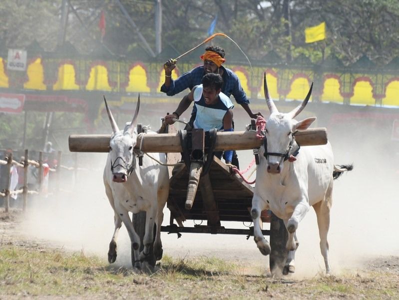 தங்கபதக்கத்திற்கான மாபெரும் மாட்டுவண்டிச் சவாரிப்போட்டி ஞாயிறன்று….
