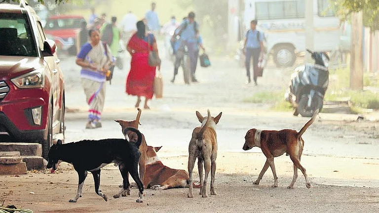 டெல்லி தெரு நாய்கள் விவகாரம்: தெருநாய்களைப் பிடித்து காப்பகங்களில் அடைக்க உச்சநீதிமன்றம் உத்தரவு