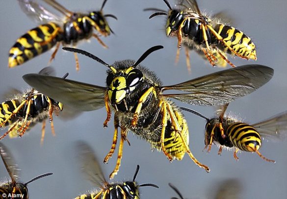 குளவி கொட்டி பெண் மரணம்!  – மஸ்கெலியாவில் சோகம்.