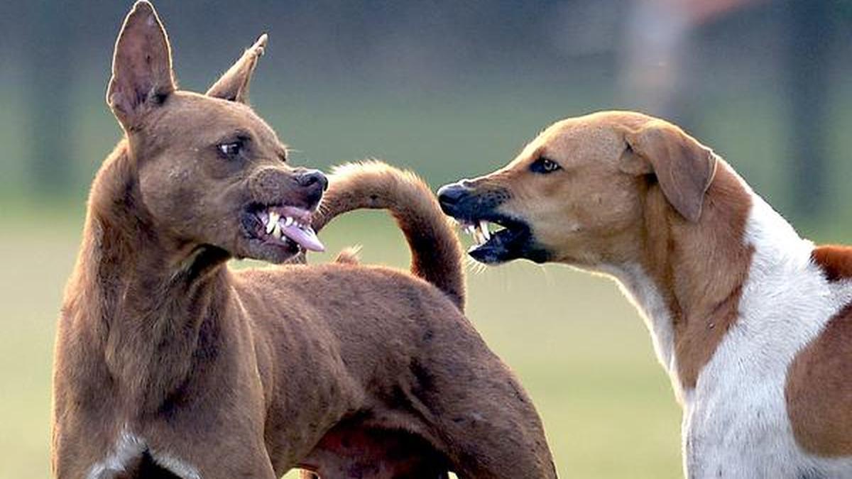 மகாராஷ்டிரா: ஒரே நாளில் 67 பேரை கடித்த தெருநாய்கள்; தானேவில் பரபரப்பு