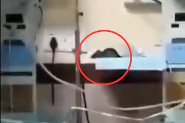 அதிர்ச்சி சம்பவம்: இந்தூர் அரசு மருத்துவமனையின் தீவிர சிகிச்சைப் பிரிவில் பச்சிளம் குழந்தைகளை கடித்த எலிகள்!