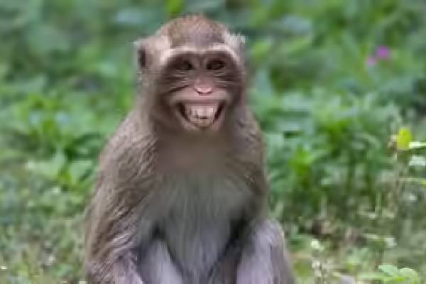 பச்சிளம் குழந்தையைத் தூக்கிச் சென்ற குரங்கு: நீர் பீப்பாயில் வீசியதால் மூச்சுத் திணறி பலி