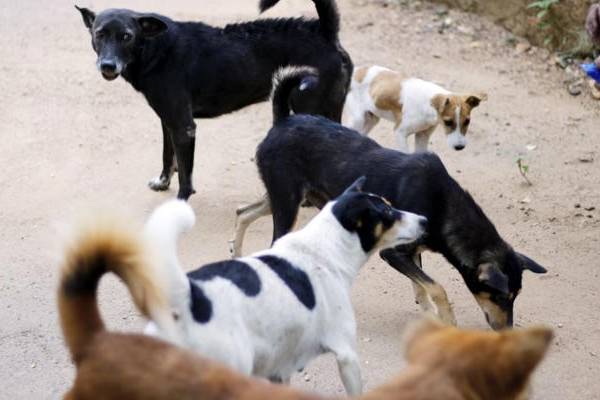 மனிதர்களைக் கடிக்கும் நாய்களுக்கு இனி ஆயுள் சிறை – உ.பி அரசின் புதிய உத்தரவு!