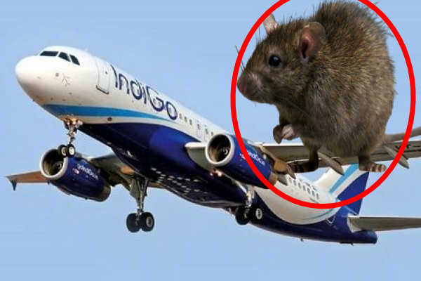 கான்பூரில் பரபரப்பு: எலியால் தாமதமான இண்டிகோ விமானம்