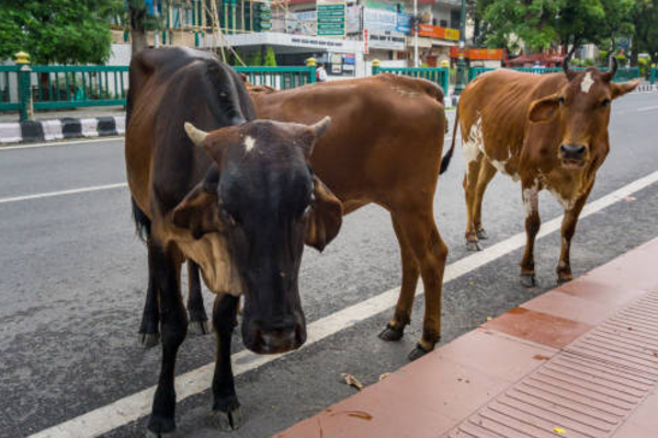 அல்வா, பூரி உண்டதால் 20 பசுக்கள் பலி: ஹரியானாவில் சோகம்!