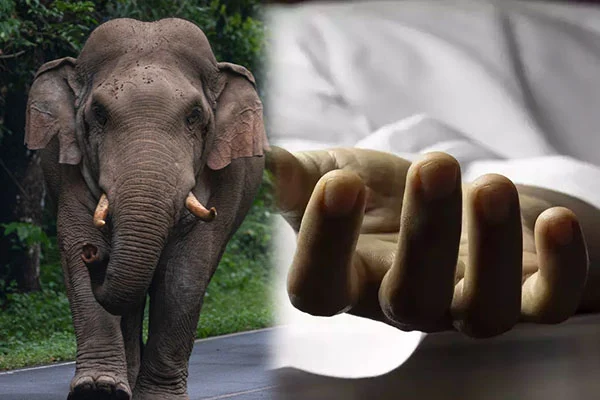 சிவில் பாதுகாப்பு உத்தியோகத்தர் யானை தாக்கி பரிதாப உயிரிழப்பு!