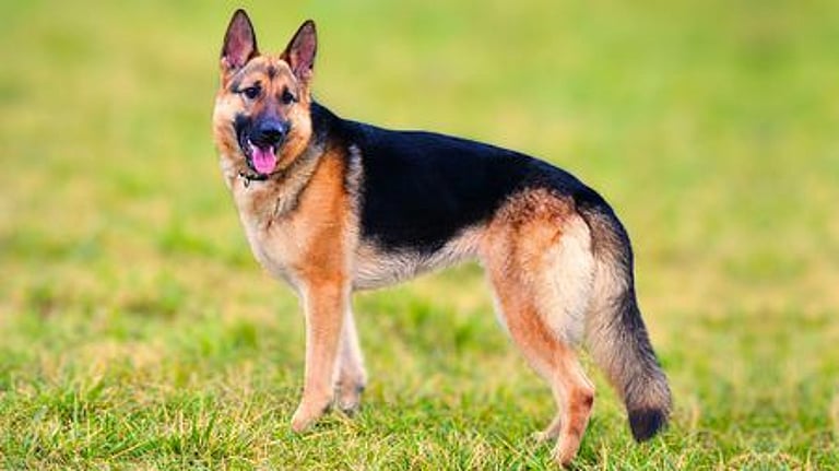 செல்ல நாயின் நகம் சீண்டி ரேபிஸ் காய்ச்சல்: குஜராத் காவல் ஆய்வாளர் உயிரிழந்த சோகம்!