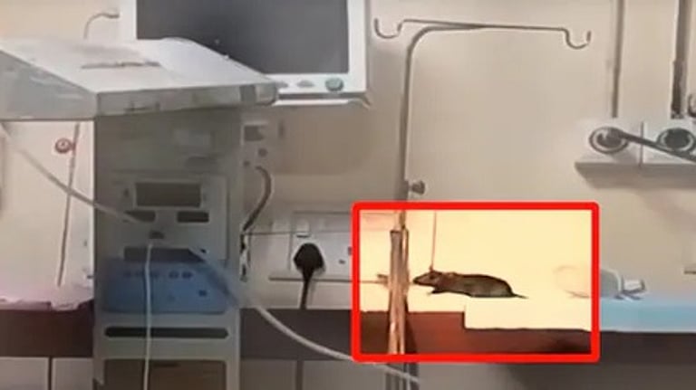 இந்தூர் அரசு மருத்துவமனையில் அதிர்ச்சி: எலிகள் கடித்த 2 பச்சிளம் குழந்தைகள் மரணம்