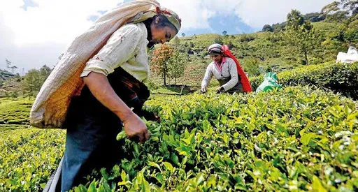 பெருந்தோட்டத் தொழிலாளர்களின்  சம்பள உயர்வு பற்றி ஆராய நாளை கூடுகின்றது சம்பள நிர்ணய சபை.