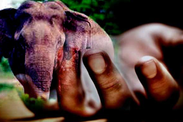 காட்டு யானை தாக்கி வயோதிபப் பெண் பலி!