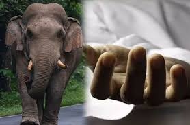 யானை தாக்கி குடும்பஸ்தர் பரிதாபப் பலி!