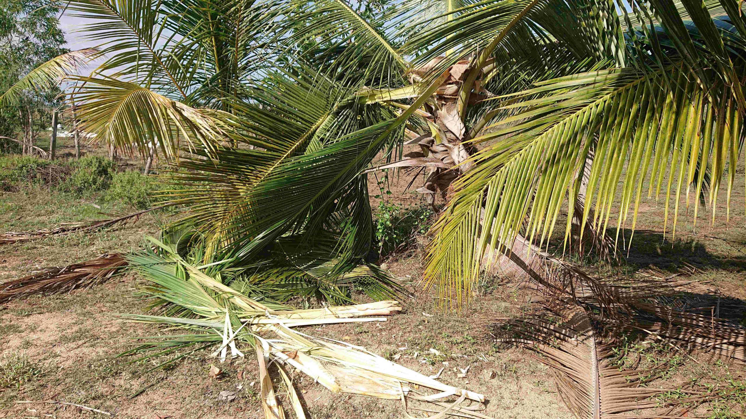 காட்டு யானைகள்  அட்டகாசம்! 33 தென்னை மரங்கள் நாசாம்!!