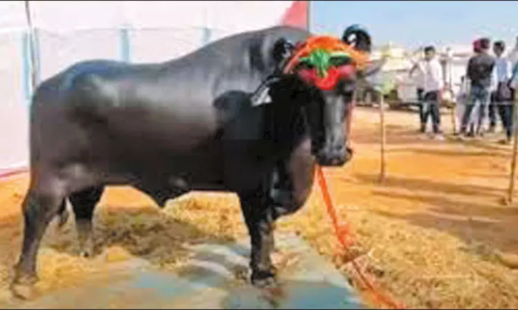 ராஜஸ்தானில் கண்காட்சியில் வைரலான ரூ.21 கோடி மதிப்பிலான எருமை மாடு திடீரென உயிரிழப்பு!