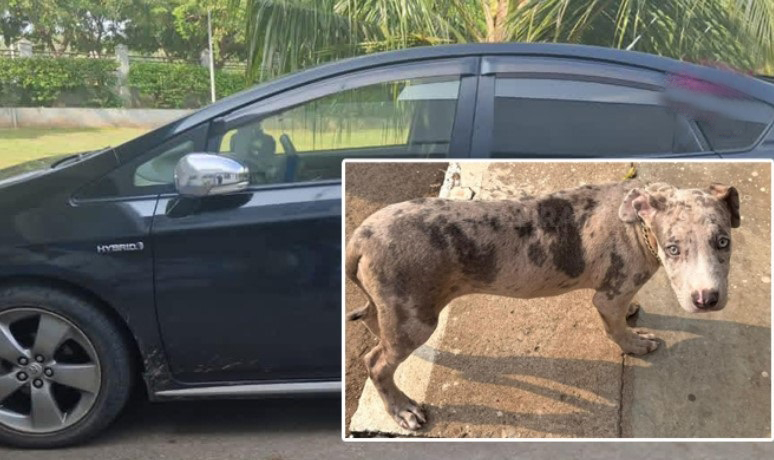 கொட்டாஞ்சேனை துப்பாக்கிச்சூடு: யாழில் கைதானவர்கள் கொழும்புக்கு  – அவர்களிடம் இருந்து வெளிநாட்டு இன வளர்ப்பு நாயும் மீட்பு.