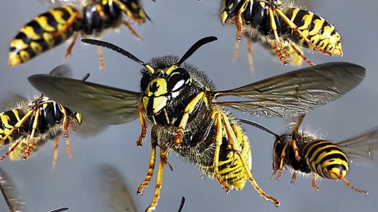 இறம்பொடையில் இன்று குளவி கொட்டி 7 தொழிலாளர்கள் வைத்தியசாலையில்…