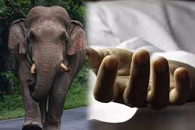 கால்நடைகளை மேய்ச்சலுக்கு அழைத்துச் சென்ற பெண் ஒருவர் யானை தாக்கி பரிதாப உயிரிழப்பு!