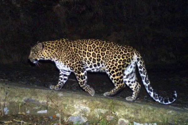 உத்தரப்பிரதேசம்: வீட்டில் உறங்கிய பச்சிளம் குழந்தையை சிறுத்தை கடித்துக் கொன்ற சோகம்!