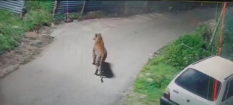 குஜராத்தில் சிறுத்தை தாக்கியதில் 5 வயது சிறுவன் பலி