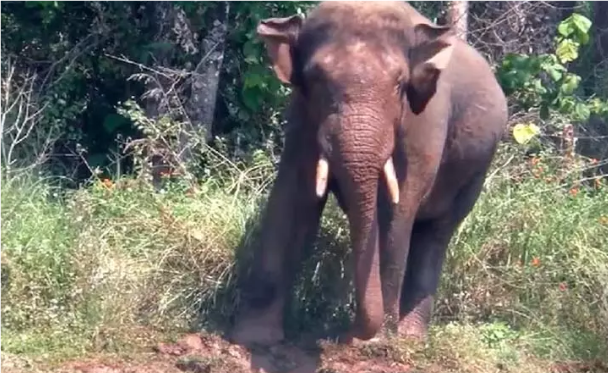 ஜார்க்கண்டில் சோகம்: ஒரே நாளில் யானை தாக்கி 5 பேர் உயிரிழப்பு!