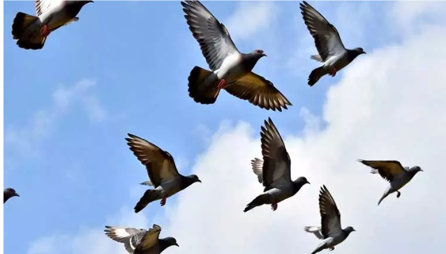 பொது இடங்களில் புறாக்களுக்கு உணவளிக்க தடை – கர்நாடக அரசு உத்தரவு