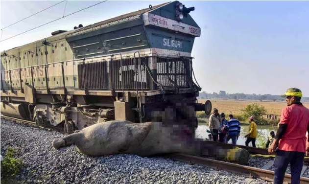 அசாமில் கோர விபத்து: ராஜ்தானி எக்ஸ்பிரஸ் ரயில் மோதி 8 யானைகள் பரிதாபமாக உயிரிழப்பு!