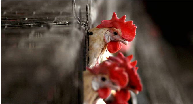 கேரளத்தில் மீண்டும் பறவைக் காய்ச்சல்