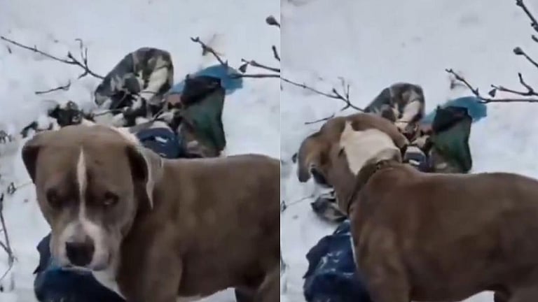 மரணம் பிரித்தாலும் பிரியாத அன்பு: எஜமானர்களின் சடலங்களை 4 நாட்களாக காத்து நின்ற விசுவாச நாய்!