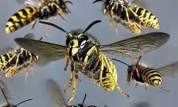 முல்லைத்தீவில் குளவிகள் தாக்கி பிரதிக் கல்விப் பணிப்பாளர் சாவு!