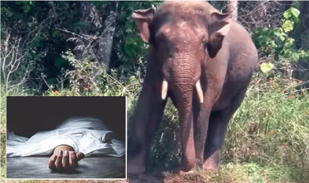 ஜார்க்கண்டில் பயங்கரம்: வீட்டுக்குள் புகுந்த காட்டு யானை தந்தை மற்றும் 2 மகள்களை மிதித்துக் கொன்றது