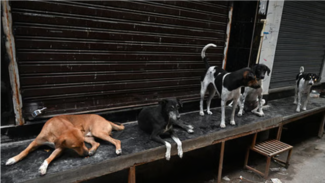 தெலங்கானாவில் கொடூரம்: 300 தெரு நாய்கள் விஷம் வைத்து கொல்லப்பட்ட விவகாரம் – 9 பேர் மீது வழக்குப்பதிவு!
