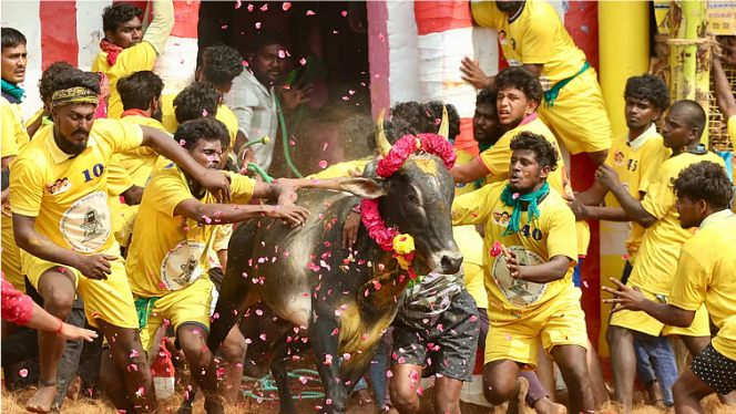 பாலமேடு ஜல்லிக்கட்டு! 16 காளைகளை அடக்கி இருவர் முதலிடம்!