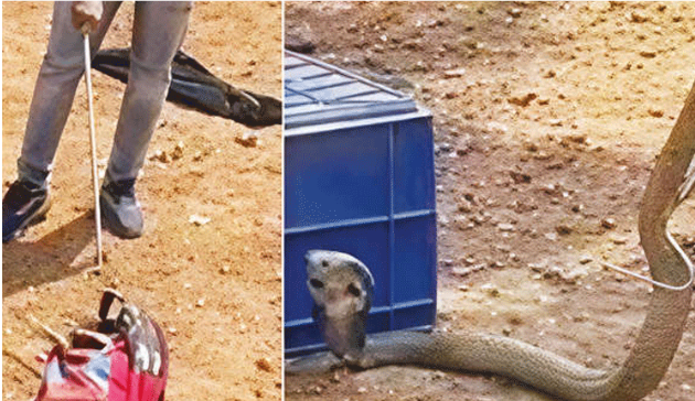 பள்ளிப் பையில் பதுங்கியிருந்த நாகப்பாம்பு: 1-ம் வகுப்பு மாணவன் மயிரிழையில் உயிர் தப்பினார்!