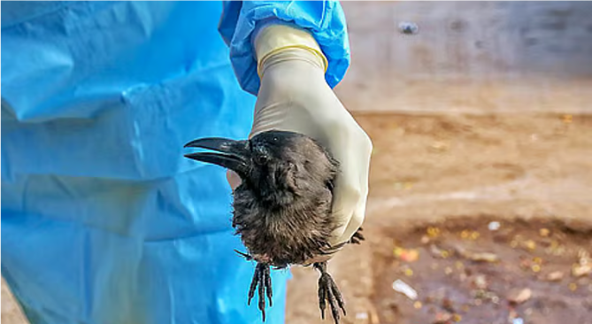 கண்ணூரில் பறவை காய்ச்சல் எதிரொலி: காகங்கள் அடுத்தடுத்து உயிரிழப்பதால் மக்கள் அச்சம்!