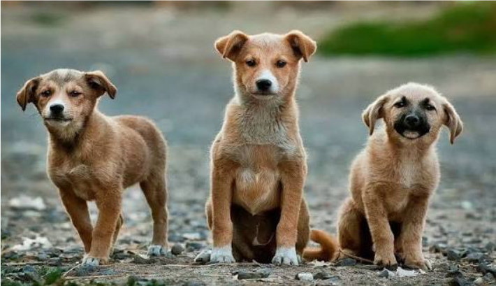 வாக்குறுதியை நிறைவேற்ற விஷ ஊசி: 900 தெருநாய்கள் கொல்லப்பட்ட அவலம் – அதிரும் தெலுங்கானா!