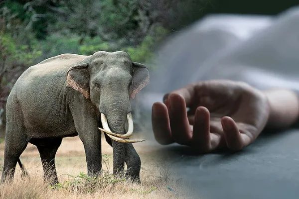 வயலில் வேலை செய்த குடும்பப் பெண் காட்டு யானை தாக்கி பரிதாப மரணம்!