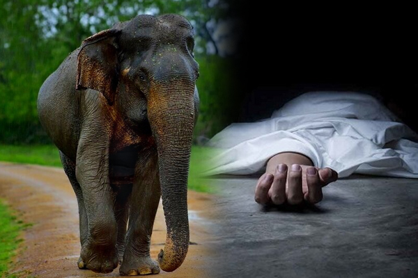 காட்டு யானை தாக்கியதில் முதியவர் ஒருவர் உயிரிழப்பு!