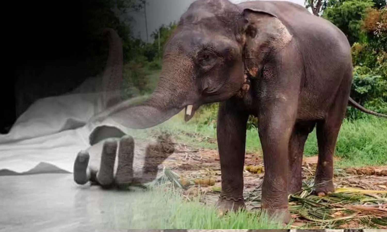 வெளிநாட்டு சுற்றுலாப் பயணி காட்டு யானை தாக்கி மரணம்  – மனைவியின் கண்முன்னே துயரம்.