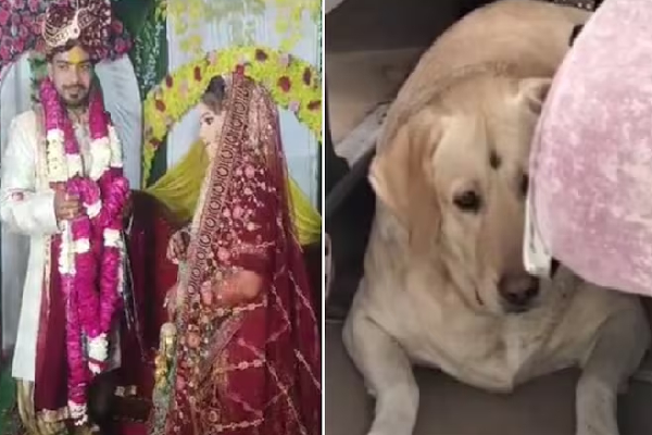 வளர்ப்பு நாயை திட்டிய மணமகன்: பாதியில் நின்ற காதல் திருமணம் – உத்தரப் பிரதேசத்தில் பரபரப்பு!