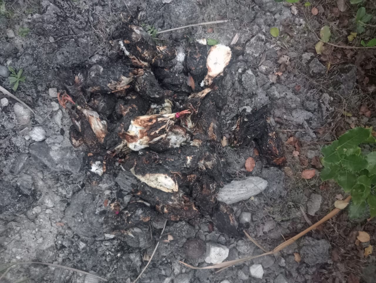 நெடுந்தீவில் மனிதாபிமானமற்ற கொடூரம்  புறாக்கள் உயிரோடு தீயிட்டு எரிப்பு!  – பொலிஸாரைக் கண்டதும் உரிமையாளர்களின் வெறிச்செயல்.