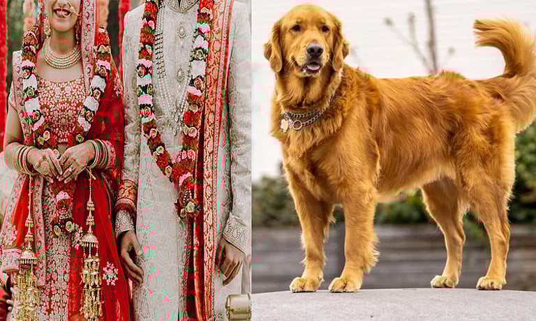 நாய் குரைத்ததால் நின்ற கல்யாணம்! அடிதடி, மண்டை உடைப்பு.. இறுதியில் மணப்பெண் எடுத்த அதிரடி முடிவு