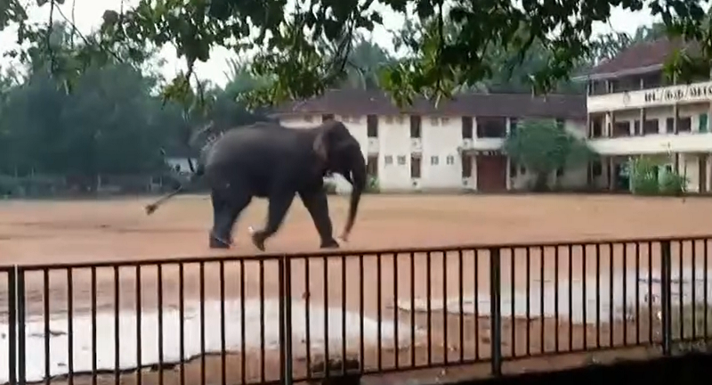 வாழைச்சேனை நகருக்குள் புகுந்த காட்டு யானை பெரும் அட்டகாசம்!  – பெண் ஒருவர் பலி; மூவர் படுகாயம்.
