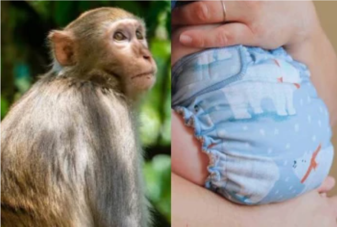 குரங்கு கிணற்றில் வீசிய 20 நாள் குழந்தை: உயிரைக் காத்த ‘டயாப்பரும்’ செவிலியரின் ‘CPR’ சிகிச்சையும்.