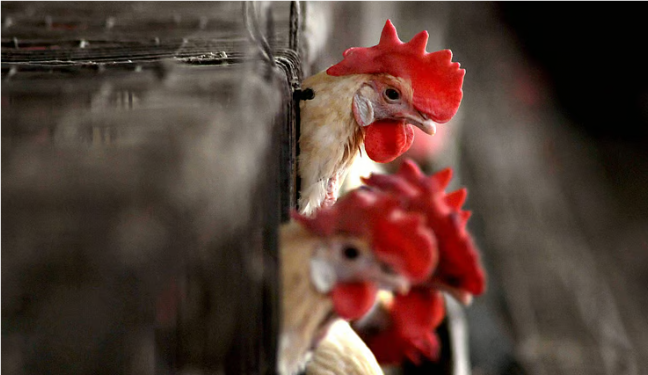 “ஆஃப் பாயில் வேண்டவே வேண்டாம்!” – பறவைக் காய்ச்சல் எதிரொலியாக அமைச்சர் மா.சுப்பிரமணியன் அதிரடி எச்சரிக்கை