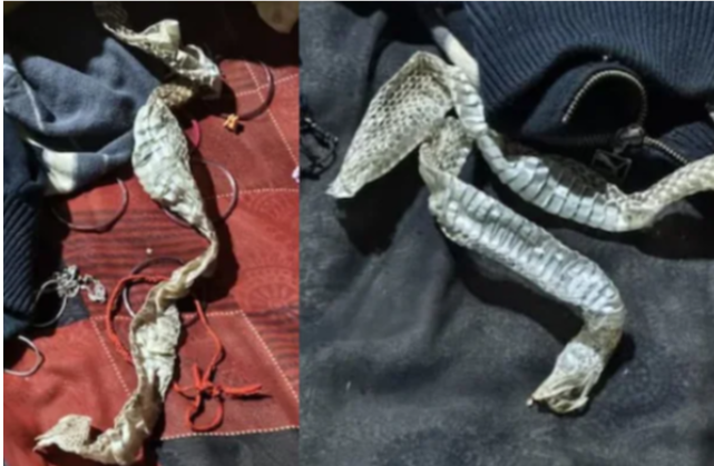 பெண் பாம்பாக மாறிவிட்டாரா? – உ.பி கிராமத்தில் பரவிய பீதி… விசாரணையில் வெளியான பகீர் உண்மை!