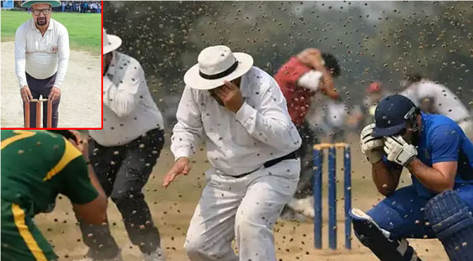 கான்பூர்: தேனீக்கள் தாக்கி கிரிக்கெட் நடுவர் பலி!